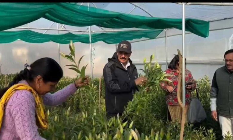धामी सरकार के सहयोग से कोट ब्लॉक में की जा रही लिलियम फूलों की खेती धामी सरकार के सहयोग से कोट ब्लॉक में की जा रही लिलियम फूलों की खेती